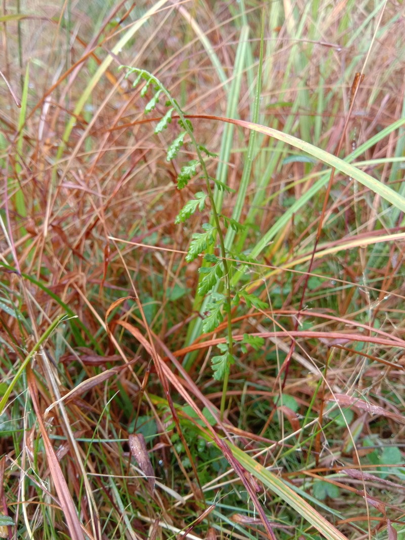 Athyrium palustre photo 6