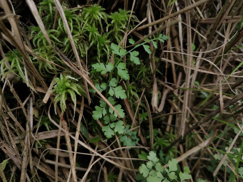 Athyrium palustre photo 7