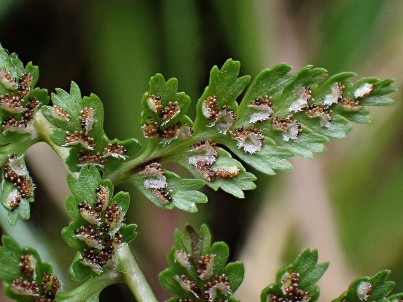 Athyrium palustre photo 8