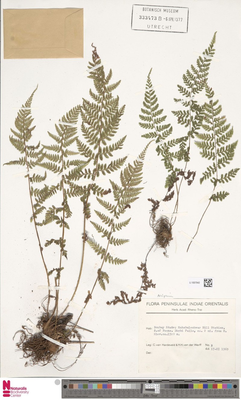 Athyrium parasnathense