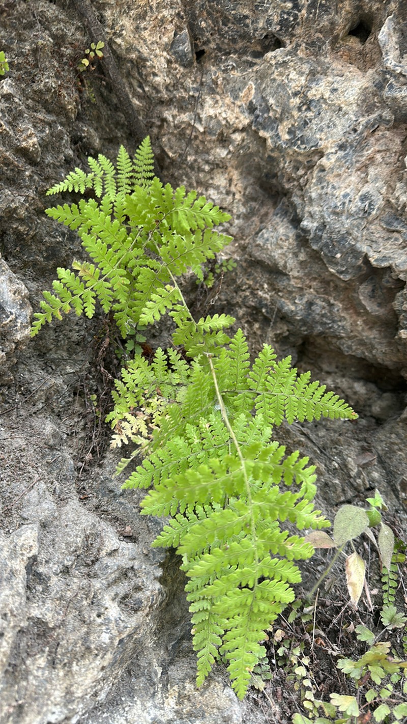 Athyrium pectinatum photo 2