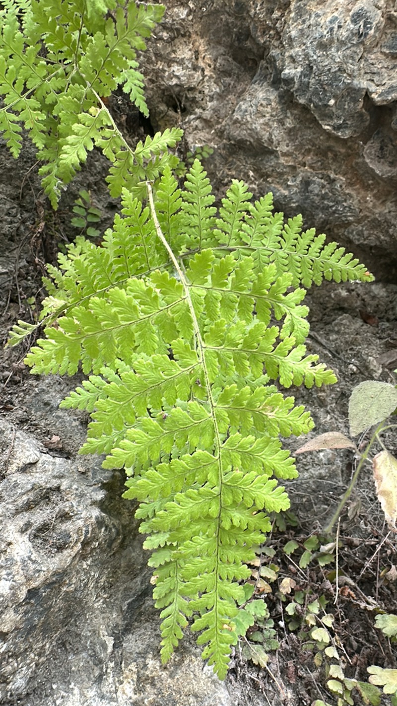 Athyrium pectinatum photo 3