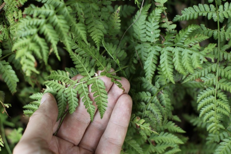 Athyrium pectinatum photo 4