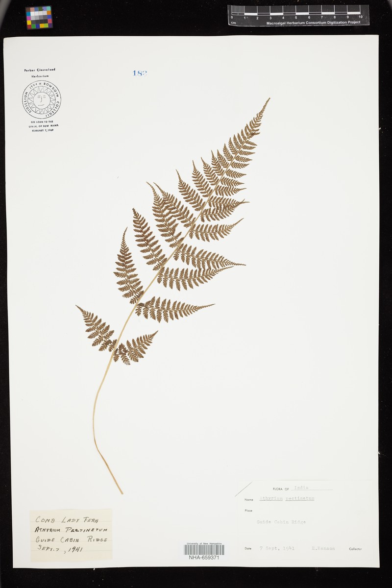 Athyrium pectinatum photo 5