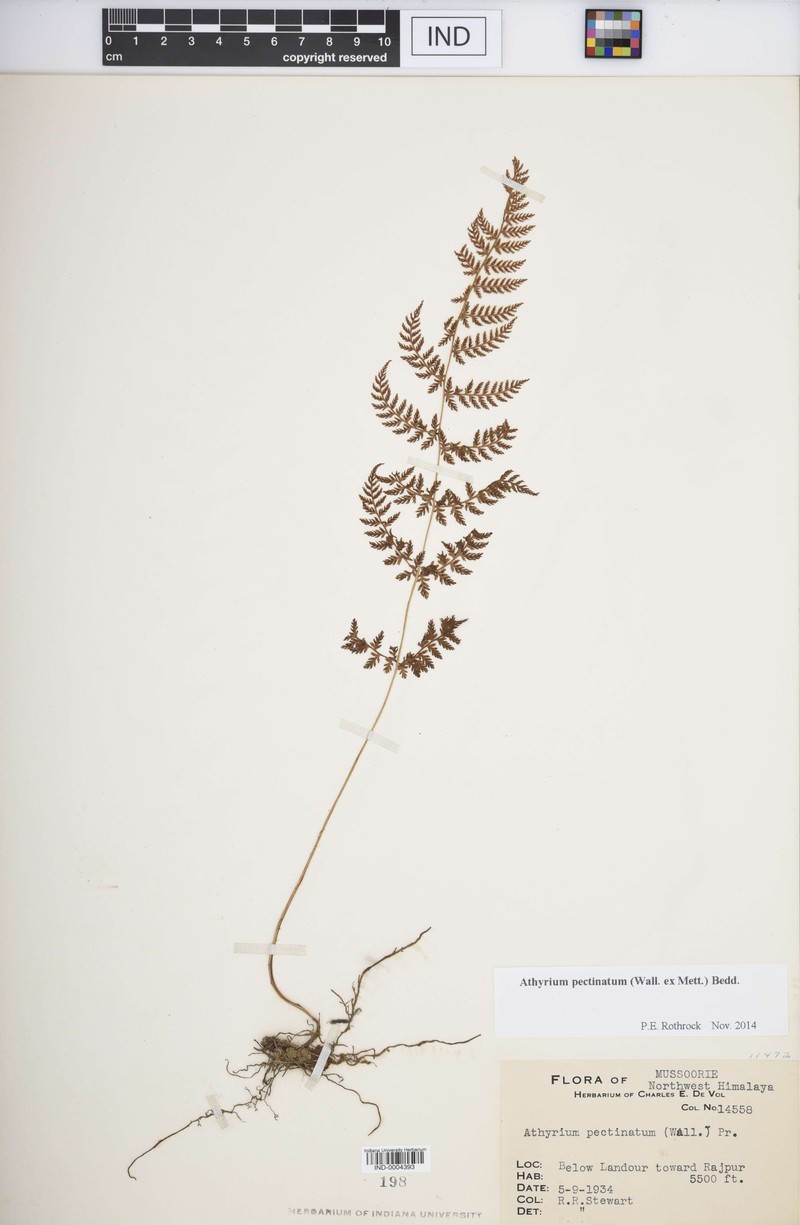 Athyrium pectinatum photo 6
