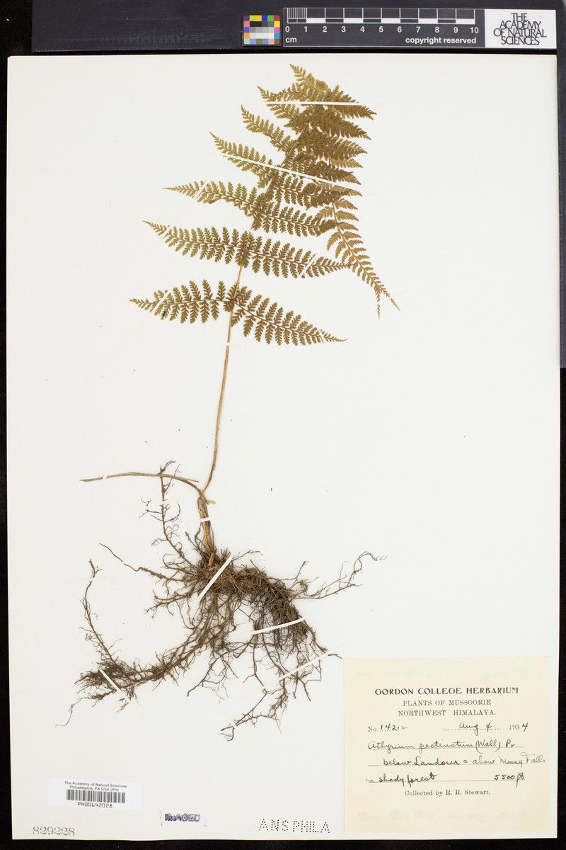 Athyrium pectinatum photo 7