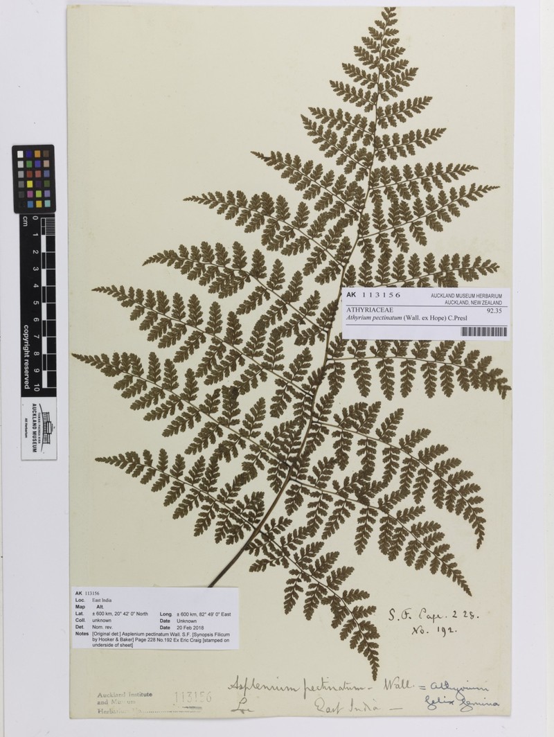 Athyrium pectinatum