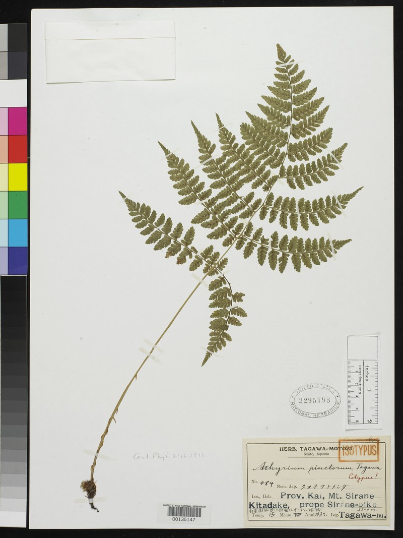 Athyrium pinetorum