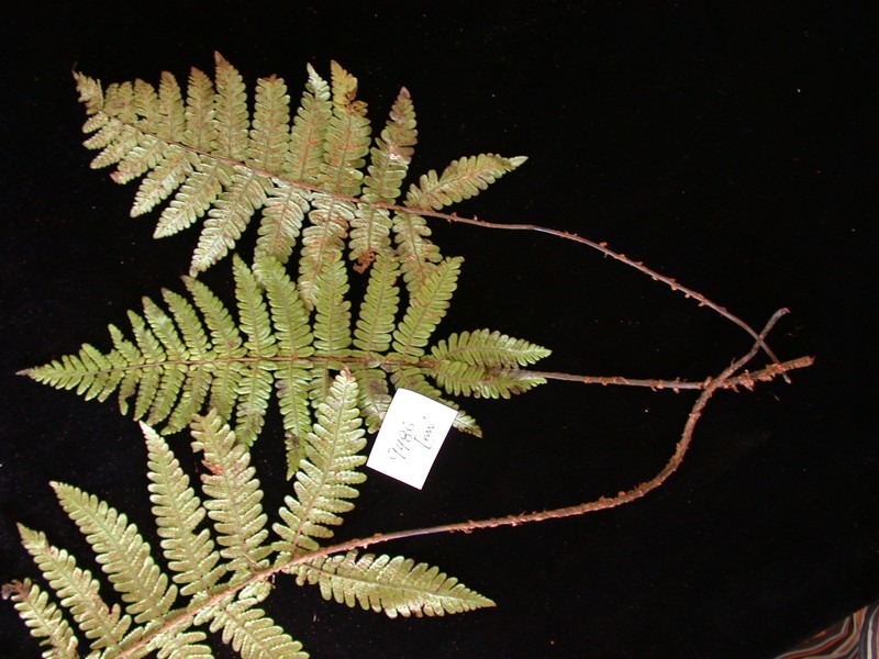 Athyrium pitcairnense photo 2