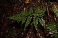 Athyrium praetermissum