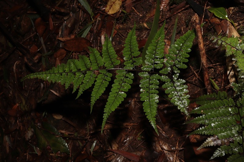 Athyrium praetermissum