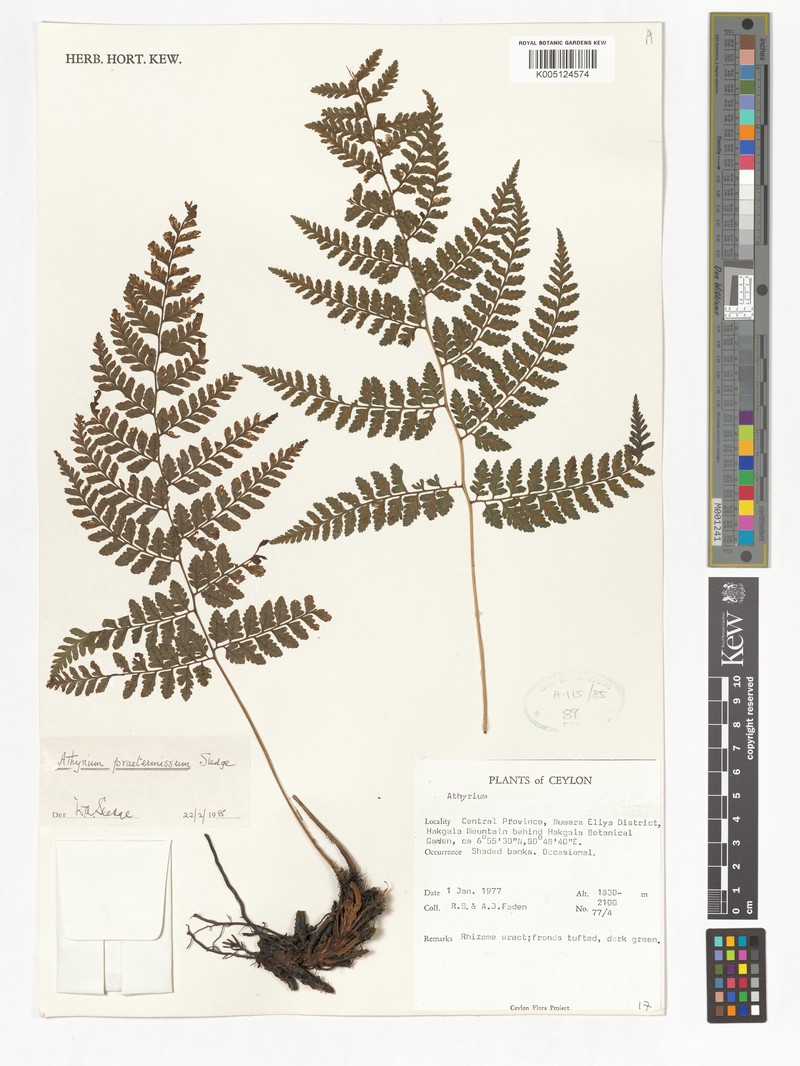 Athyrium praetermissum photo 2