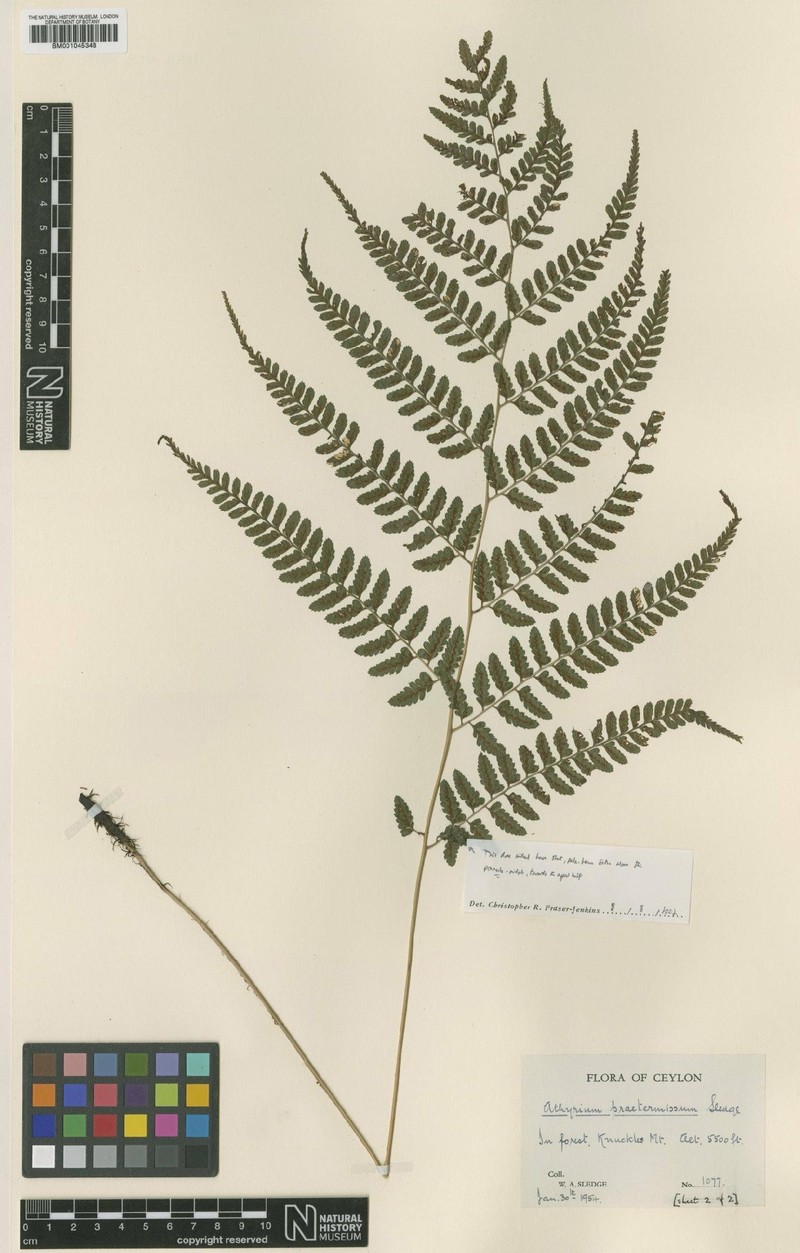 Athyrium praetermissum photo 3