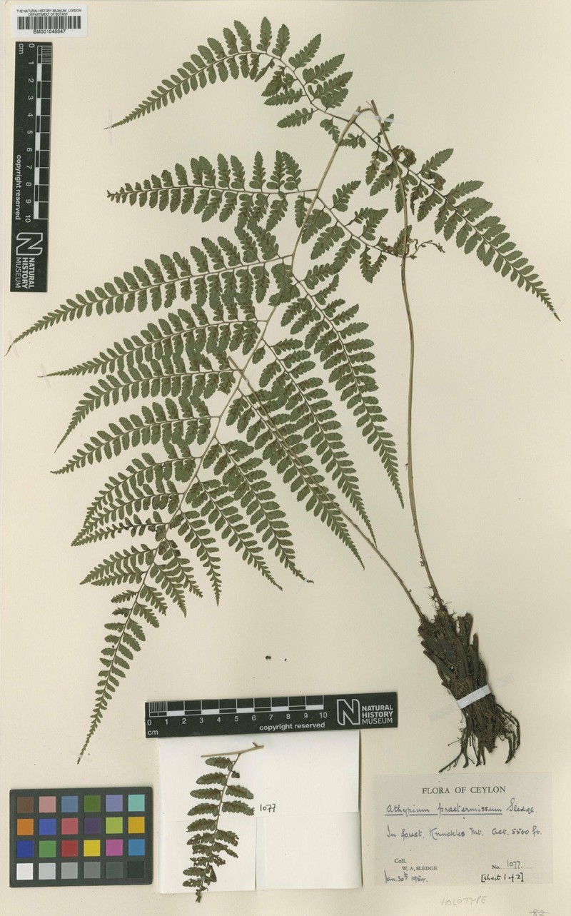 Athyrium praetermissum photo 4