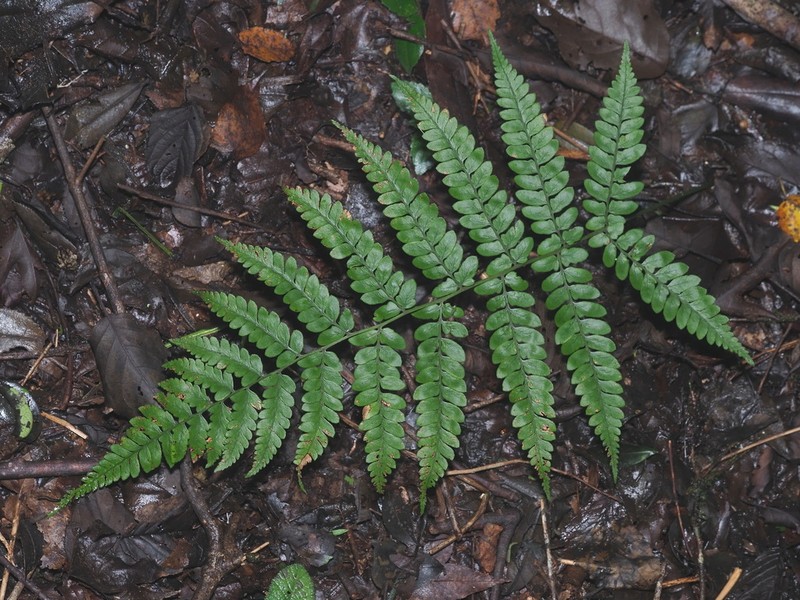 Athyrium pubicostatum photo 2