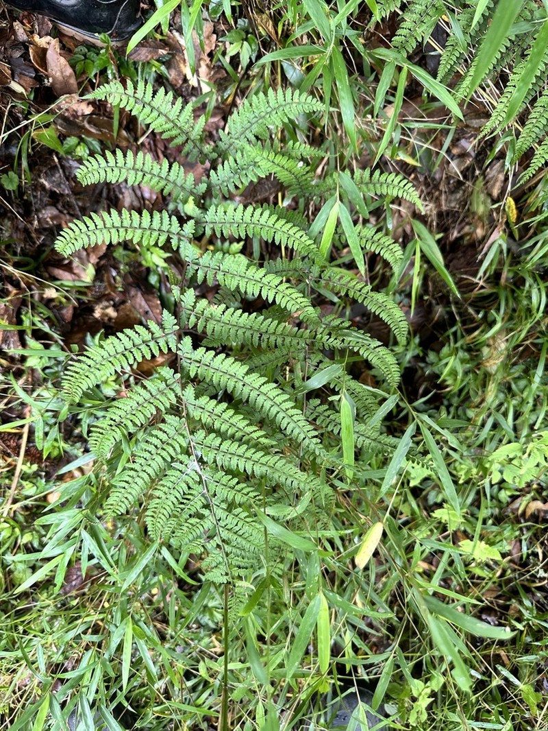Athyrium pubicostatum photo 3