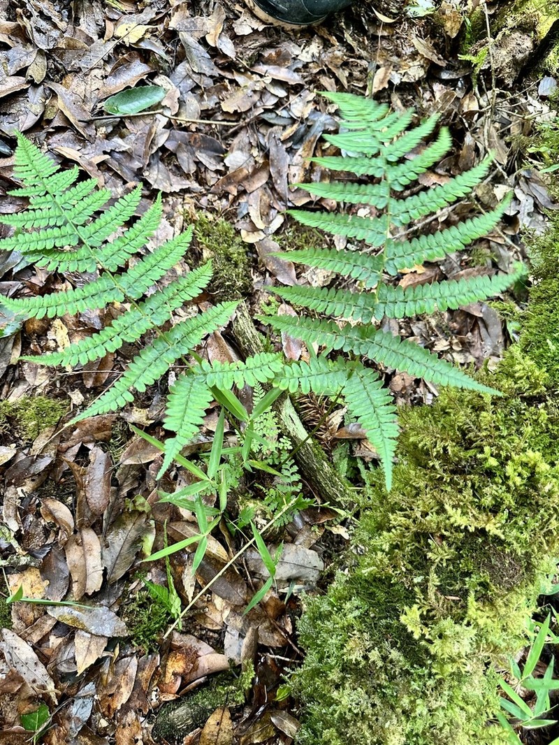 Athyrium pubicostatum photo 4