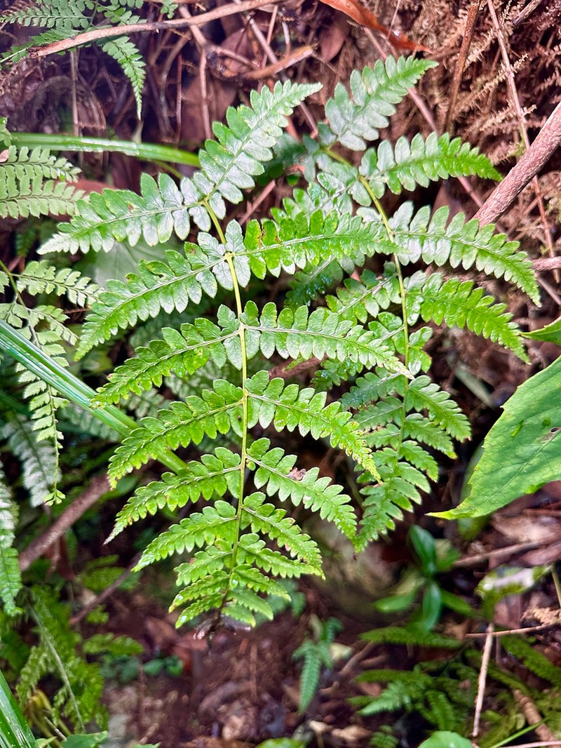Athyrium pubicostatum photo 5