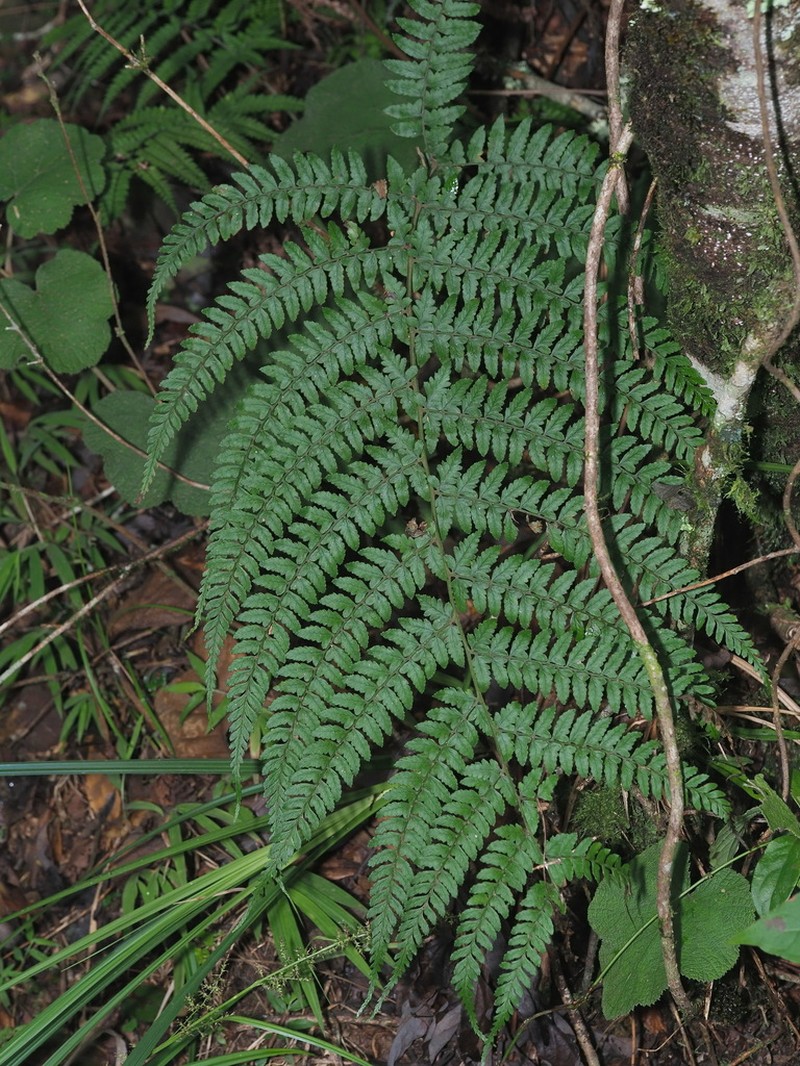 Athyrium pubicostatum photo 6