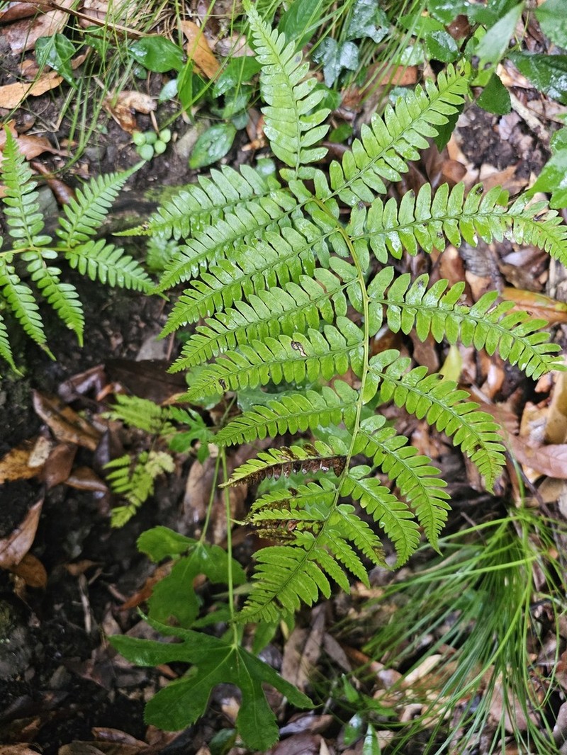 Athyrium pubicostatum photo 7
