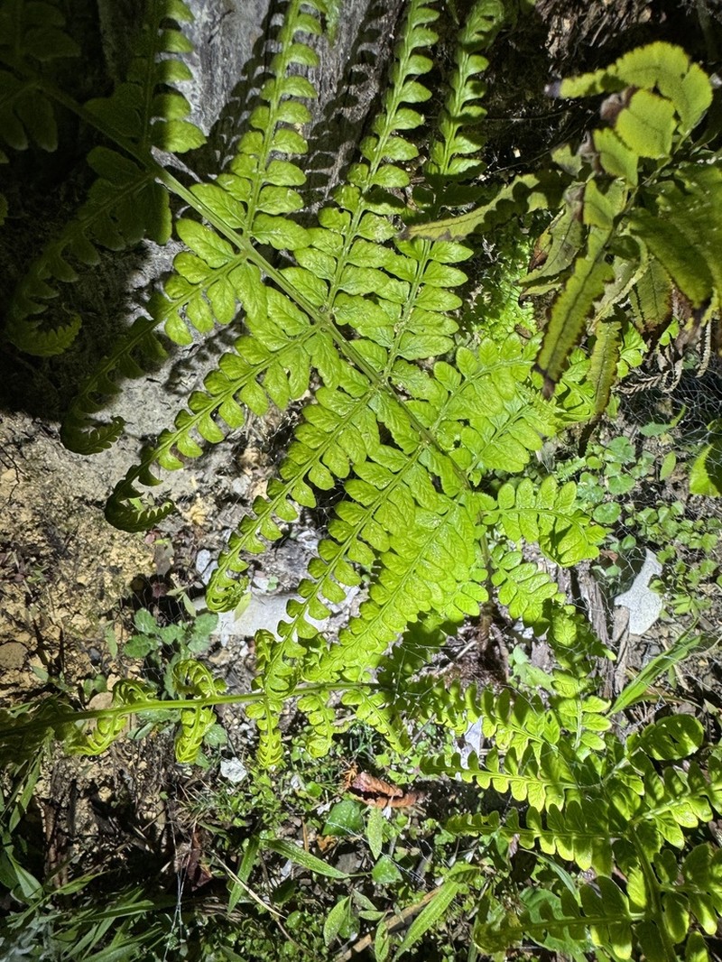 Athyrium pubicostatum photo 8