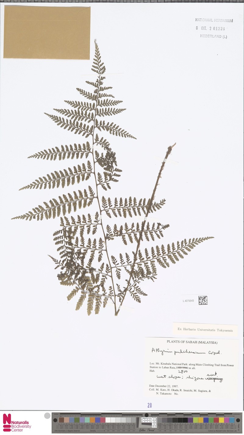 Athyrium pulcherrimum