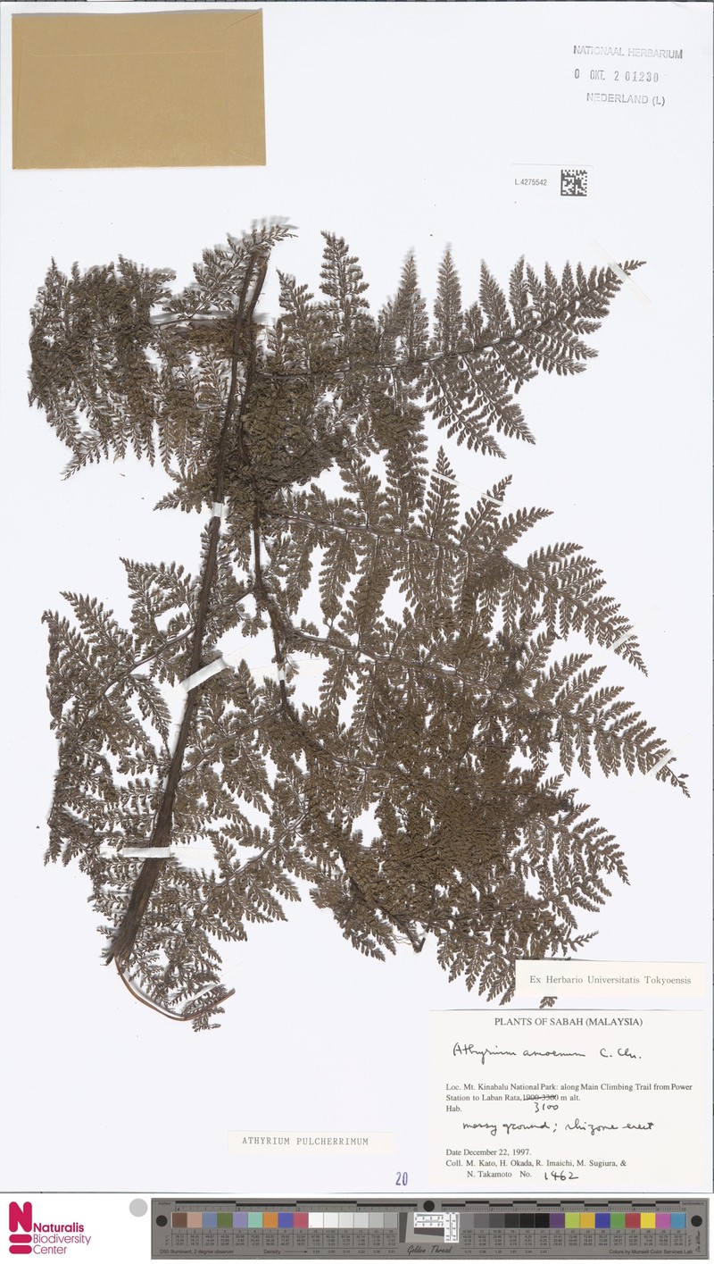 Athyrium pulcherrimum photo 2