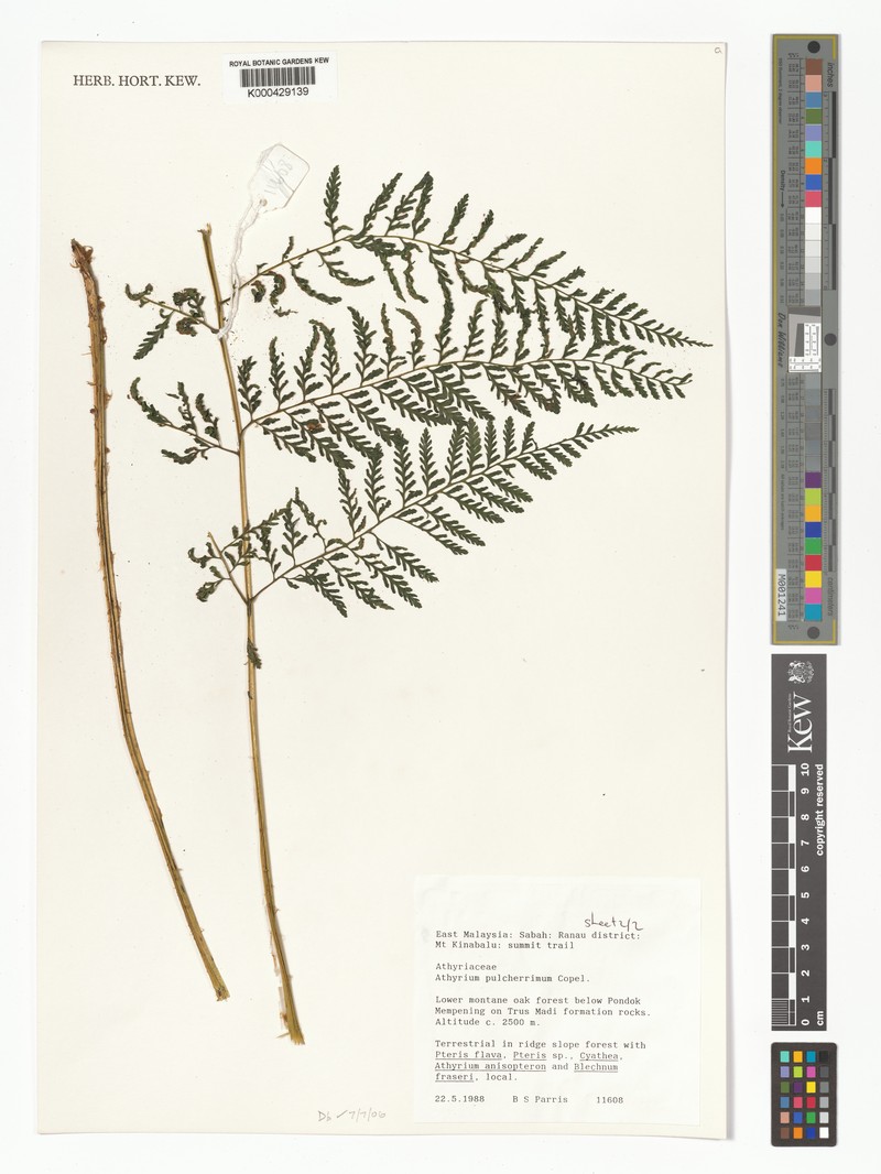 Athyrium pulcherrimum photo 3