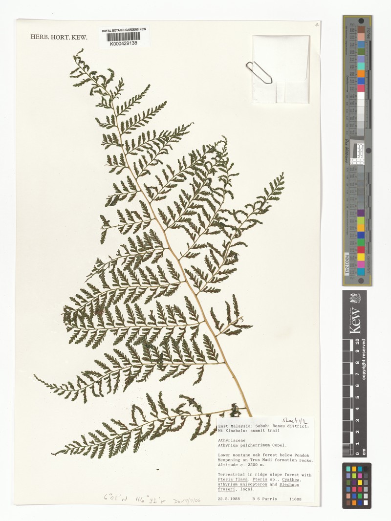 Athyrium pulcherrimum photo 4