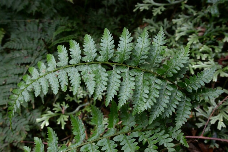 Athyrium puncticaule