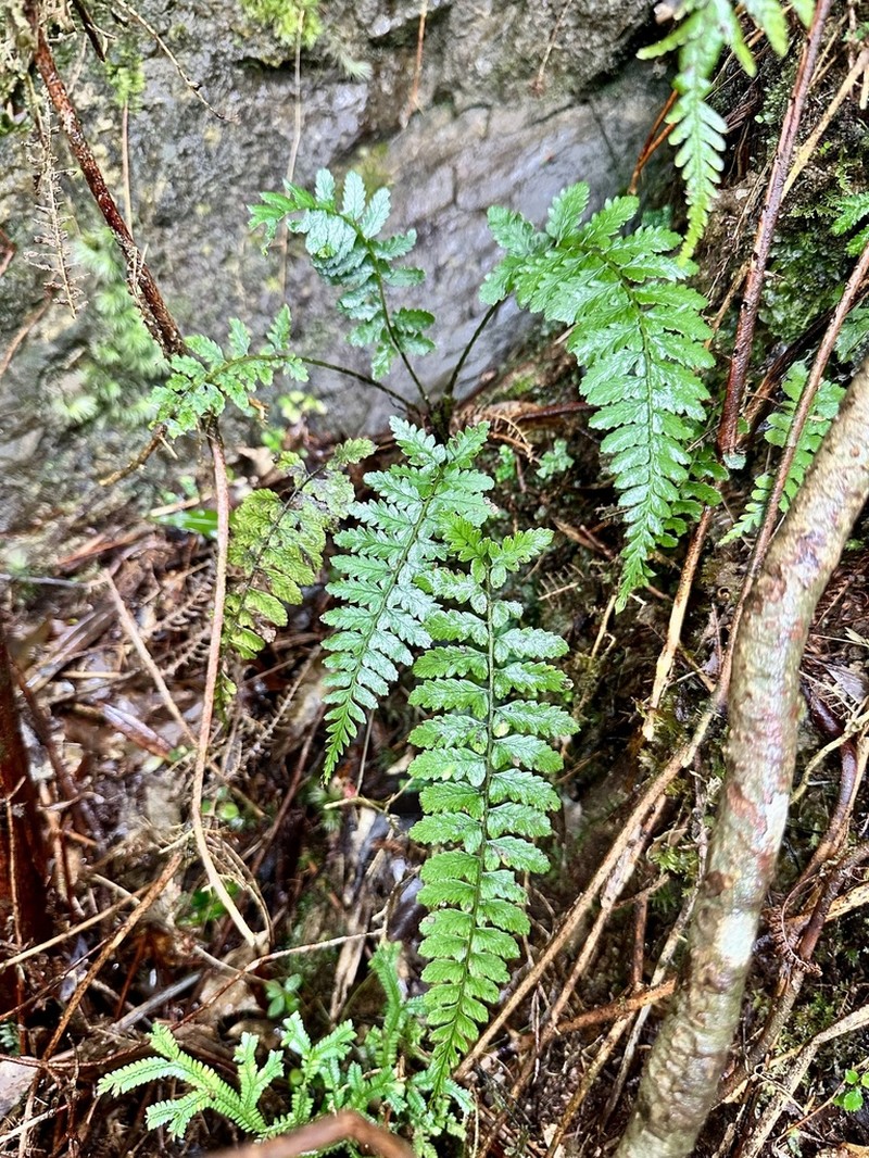 Athyrium puncticaule photo 2