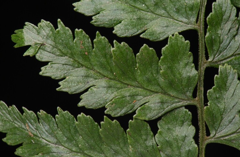 Athyrium puncticaule photo 3