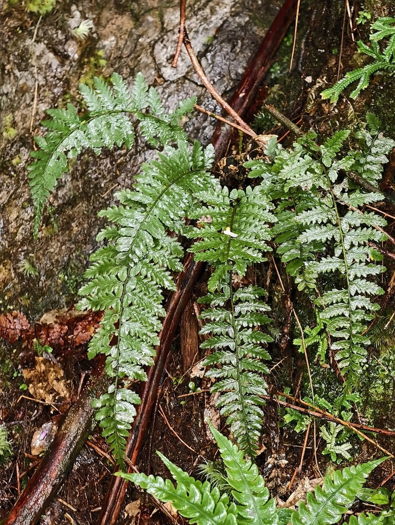 Athyrium puncticaule photo 4