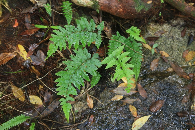 Athyrium puncticaule photo 5