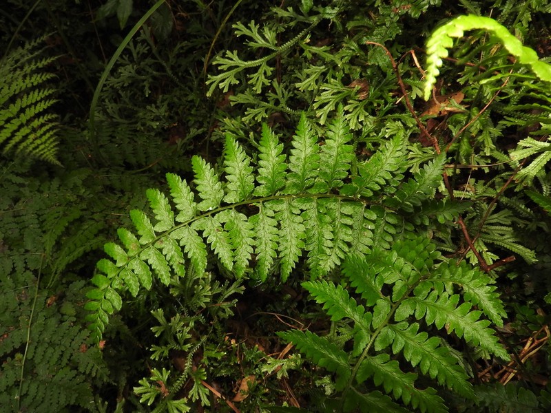 Athyrium puncticaule photo 6