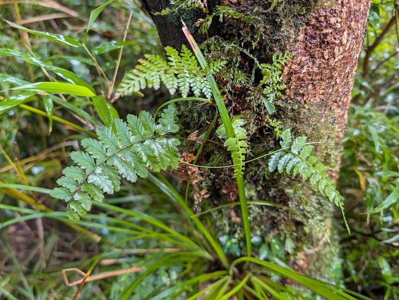 Athyrium puncticaule photo 7