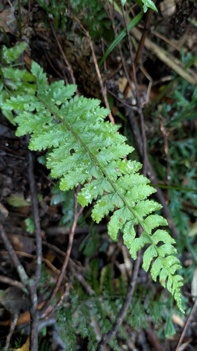 Athyrium puncticaule photo 8