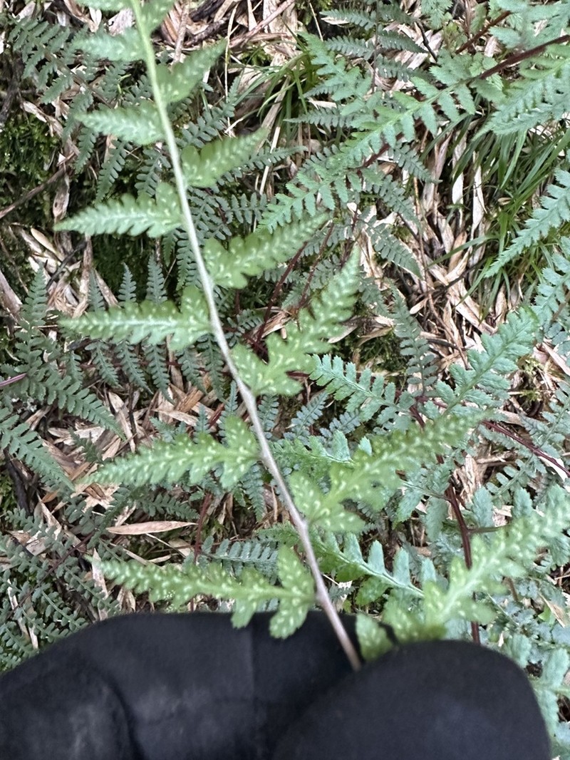 Athyrium reflexipinnum