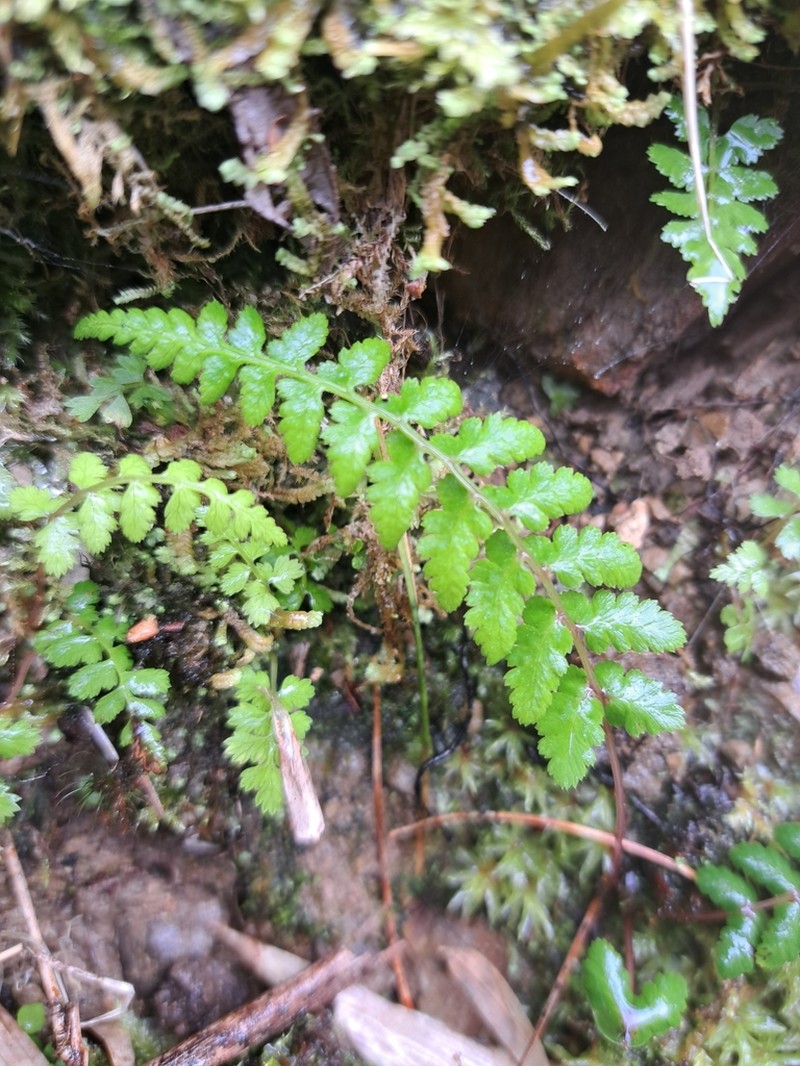 Athyrium reflexipinnum photo 2