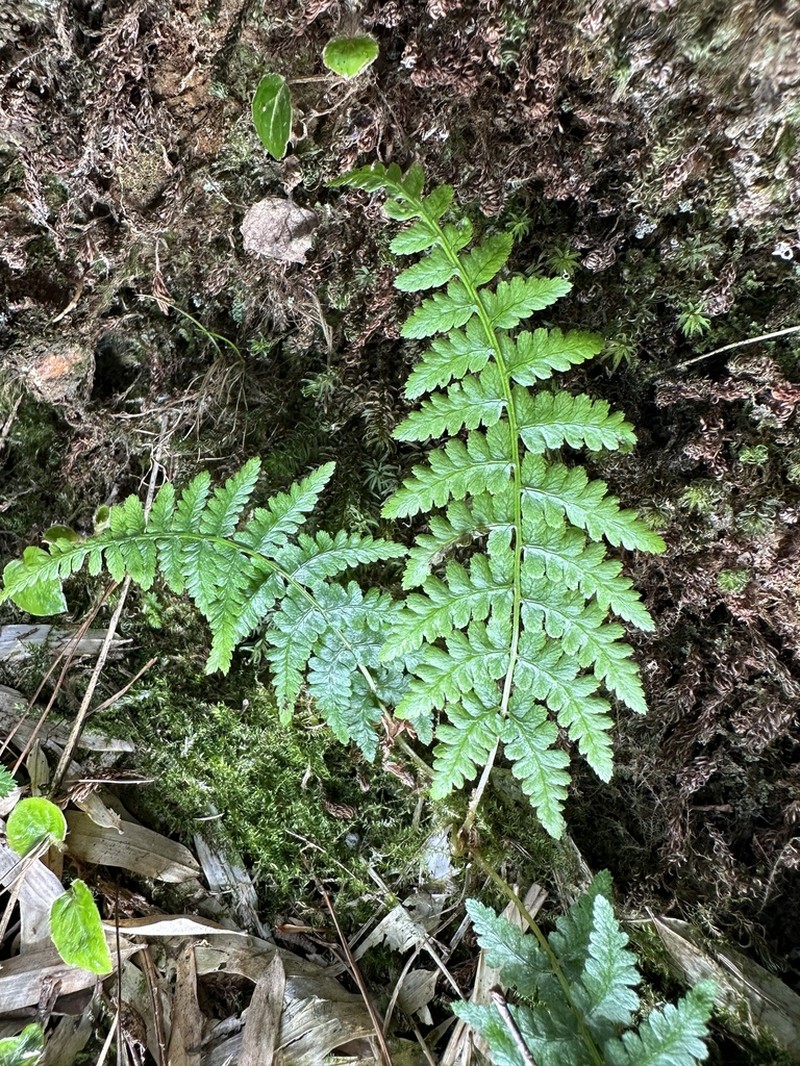 Athyrium reflexipinnum photo 3