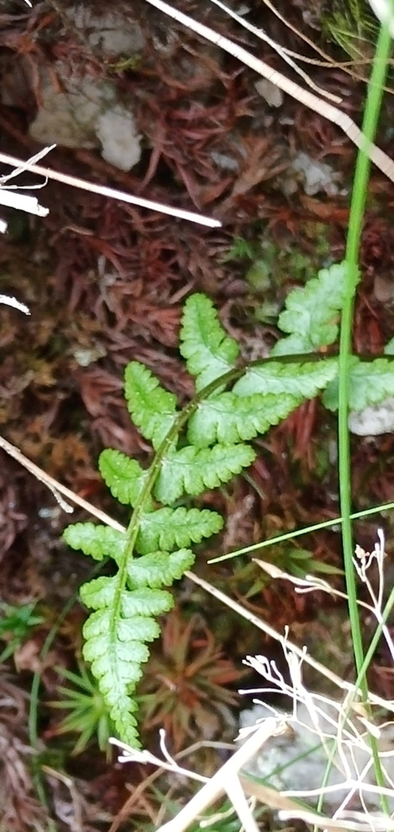 Athyrium reflexipinnum photo 4