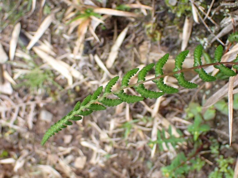 Athyrium reflexipinnum photo 5