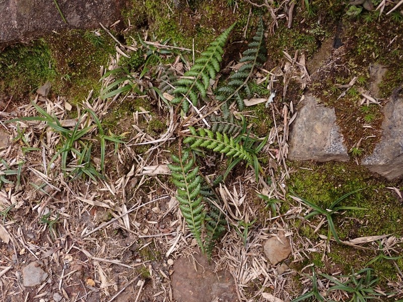 Athyrium reflexipinnum photo 6