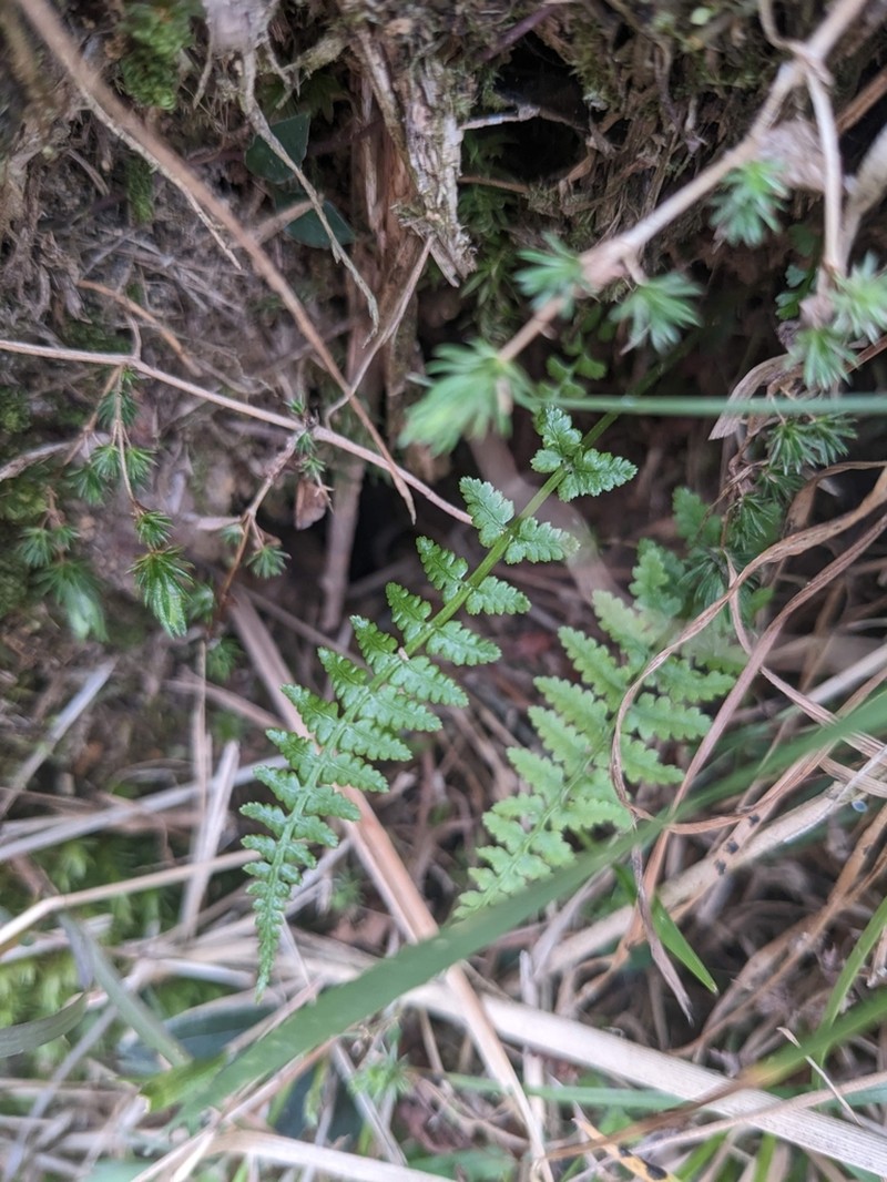 Athyrium reflexipinnum photo 7