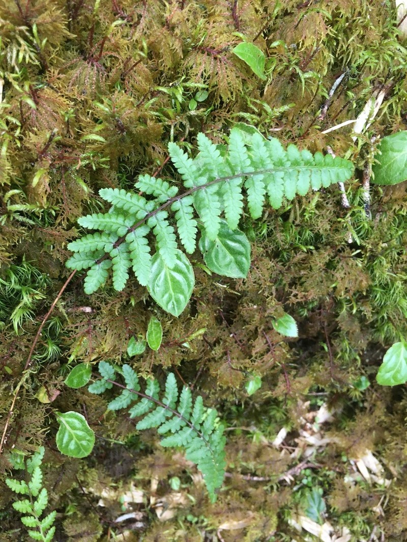 Athyrium reflexipinnum photo 8