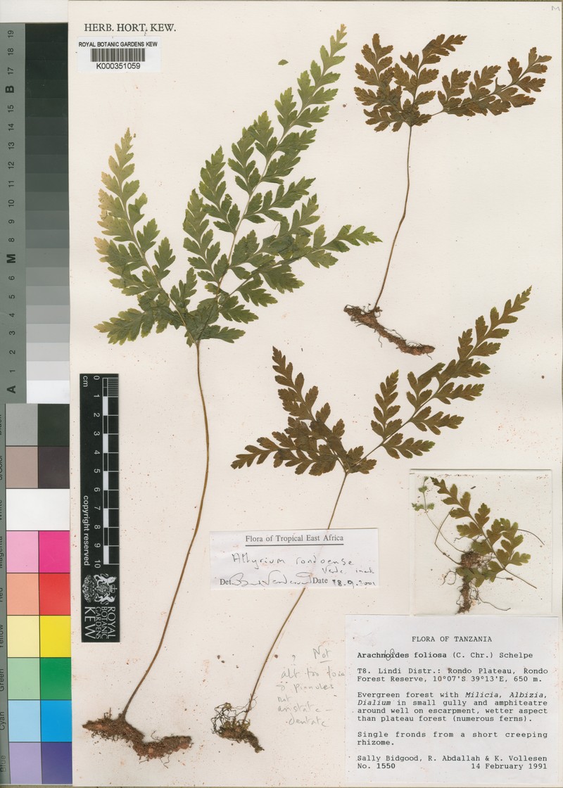 Athyrium rondoense