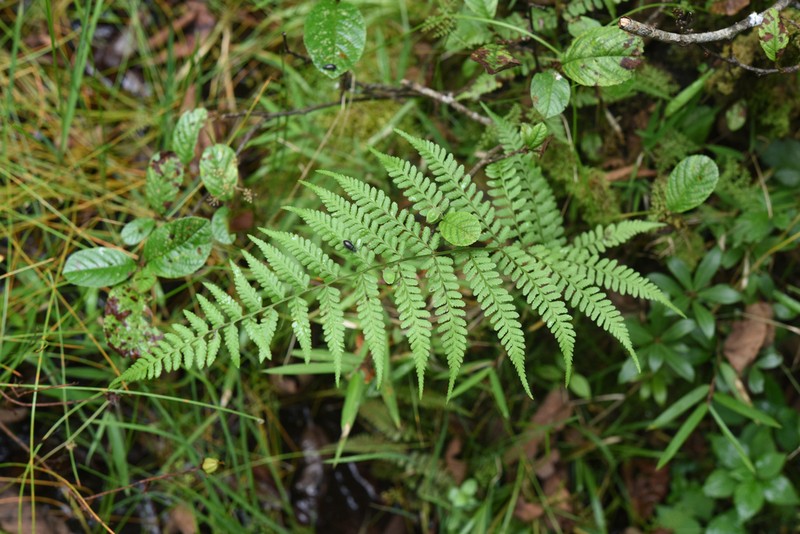 Athyrium roseum