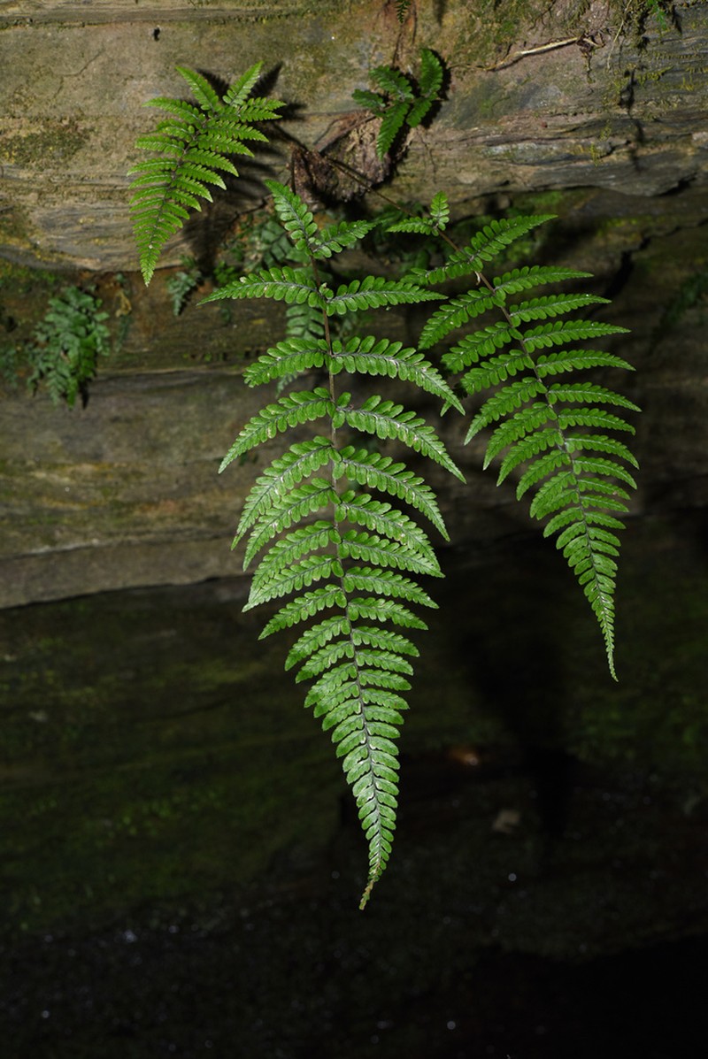 Athyrium roseum photo 2