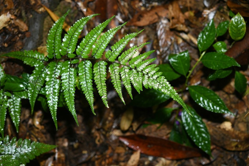 Athyrium roseum photo 3
