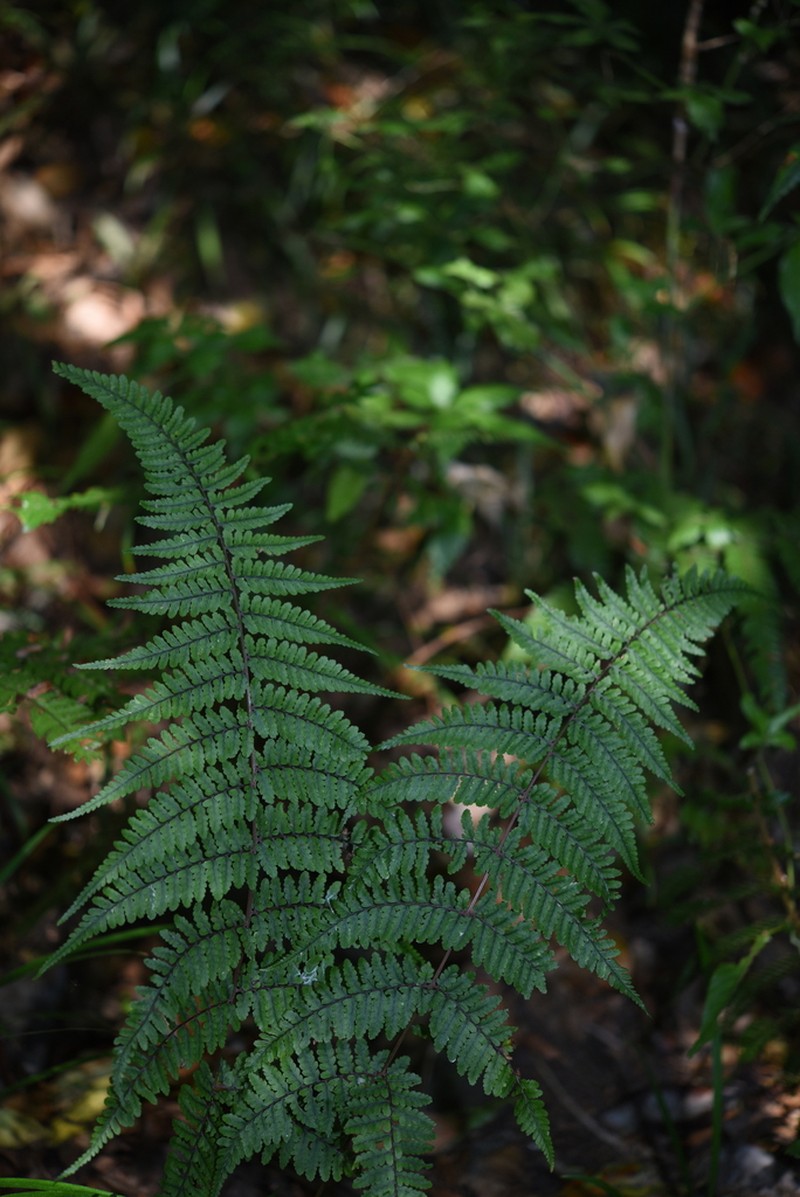 Athyrium roseum photo 4